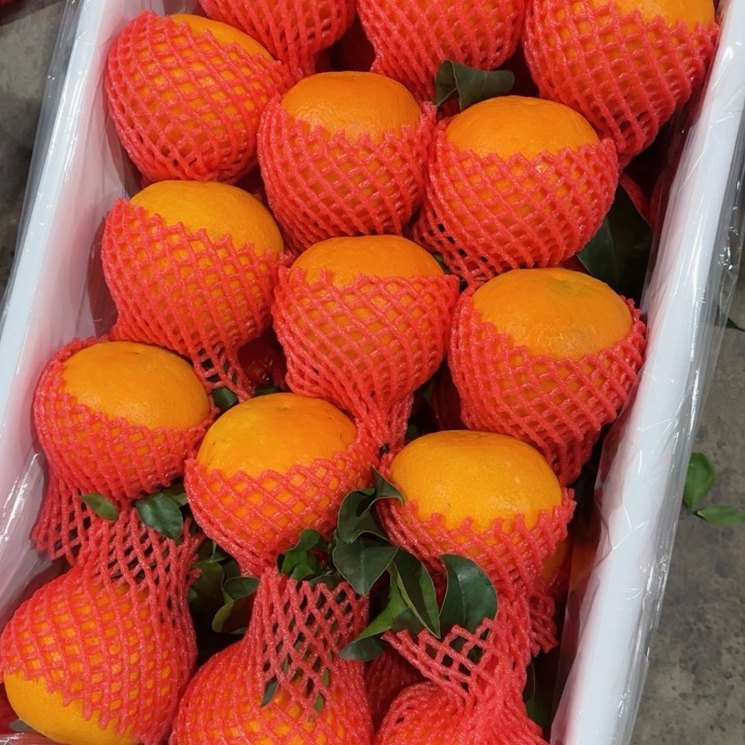 鲜果壹号