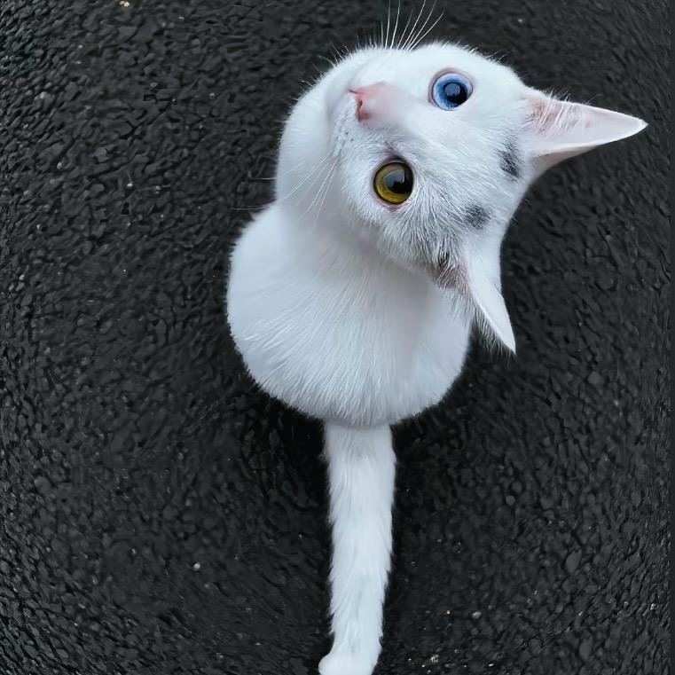 那年十八爱上极品小妈