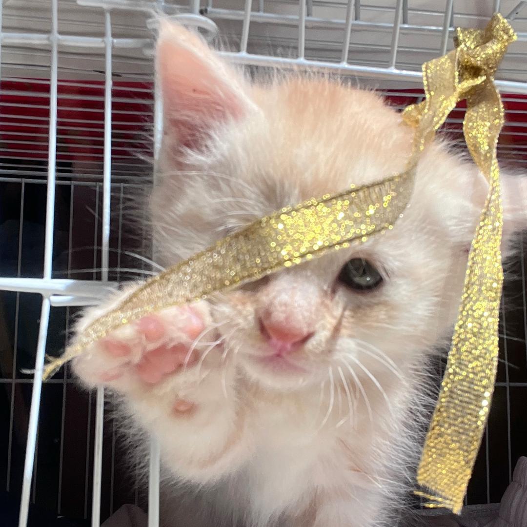 小赵财猫