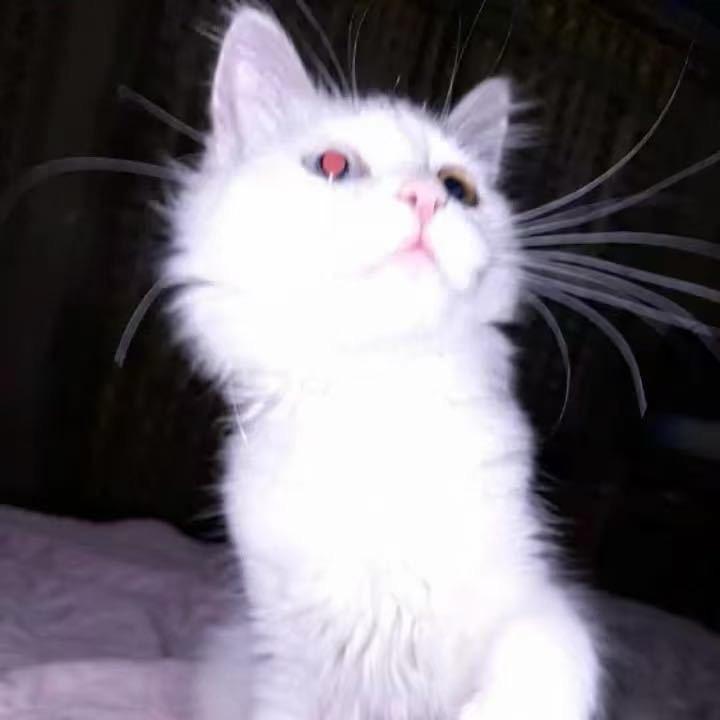 㿟㷱