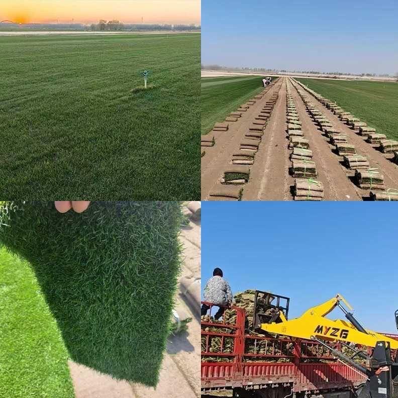 晴雅绿化草坪基地