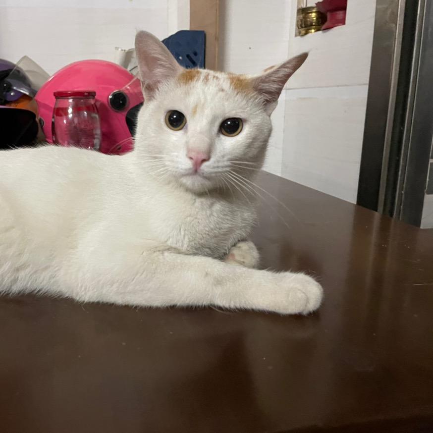 小猫吃鱼🐱