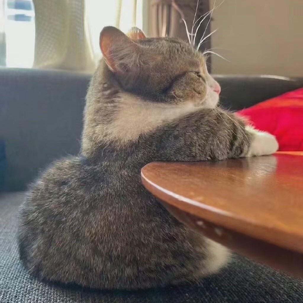猫咪开车
