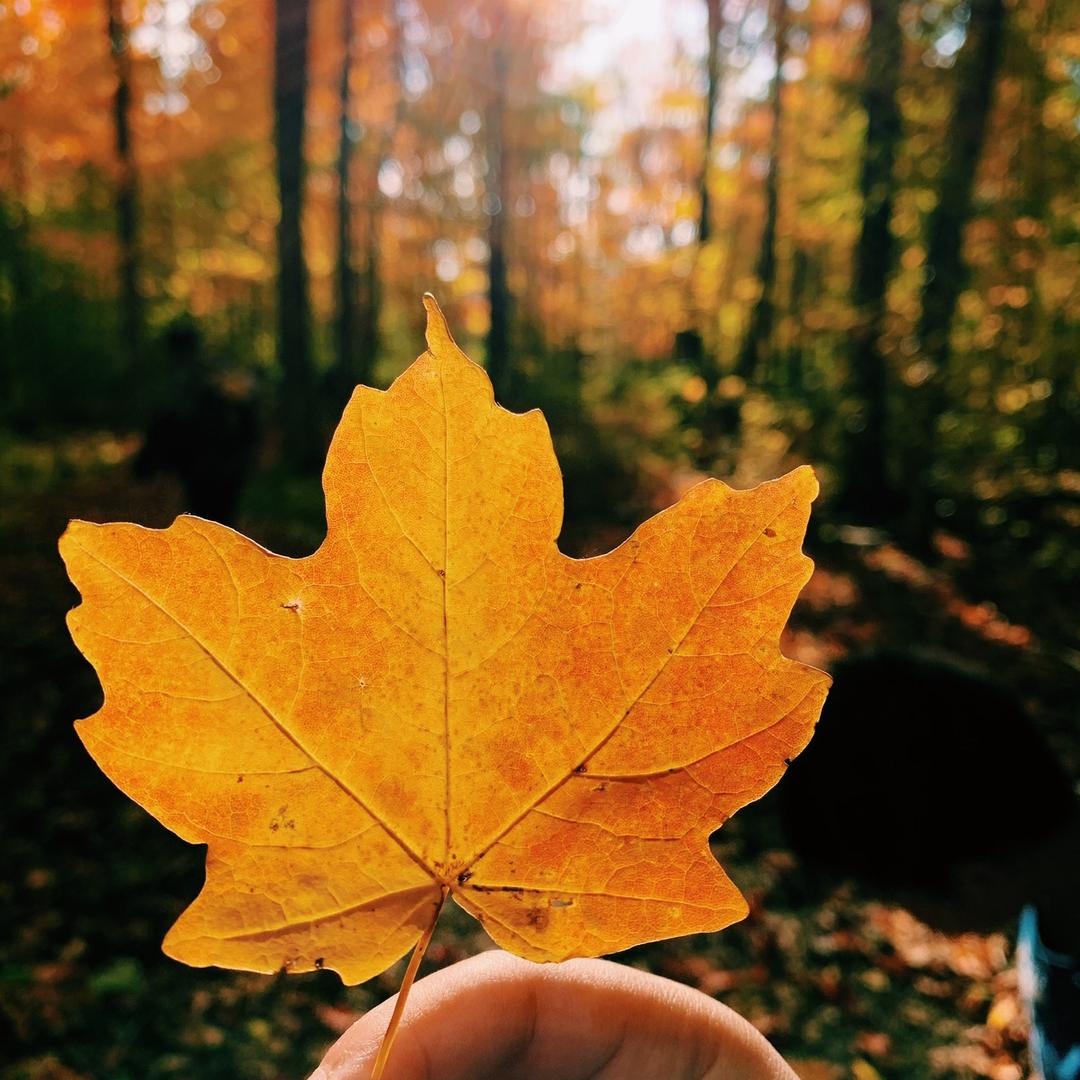 东北银在加拿大