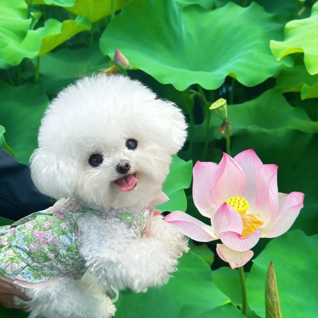 小院宠物（猫狗部落）