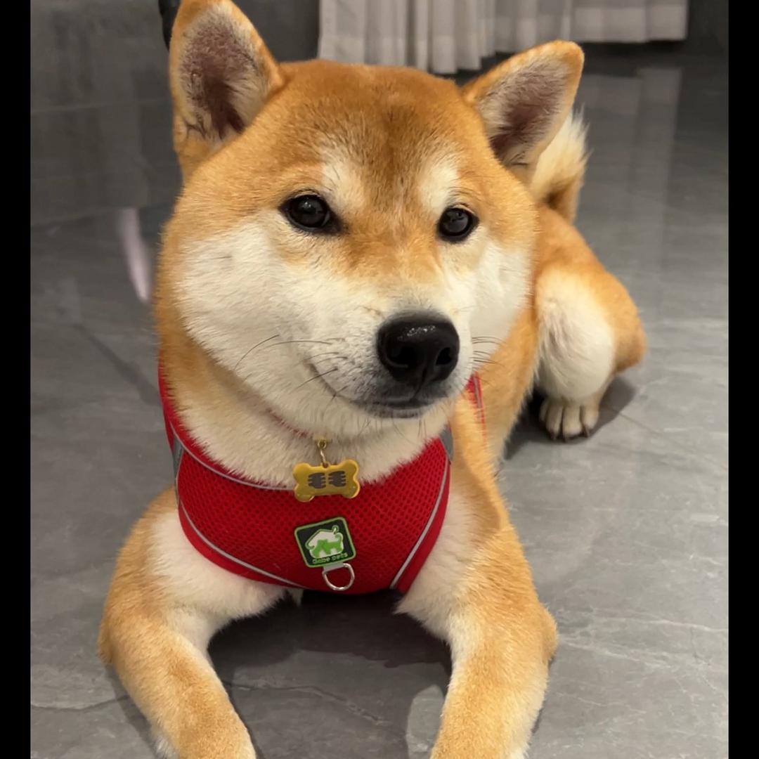 毛毛