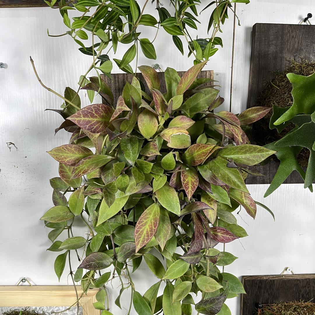 牧野基地绿植花卉