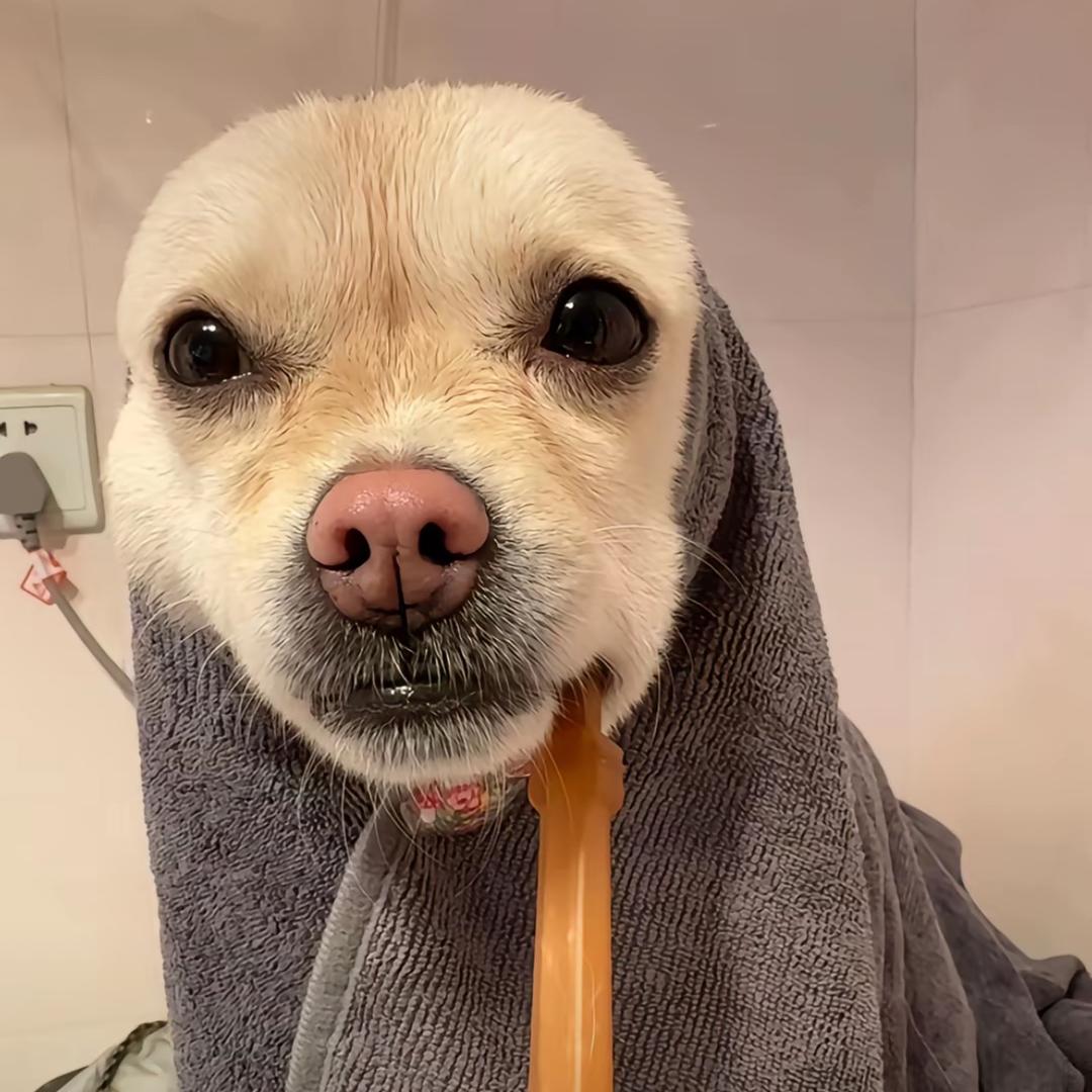 小猪八