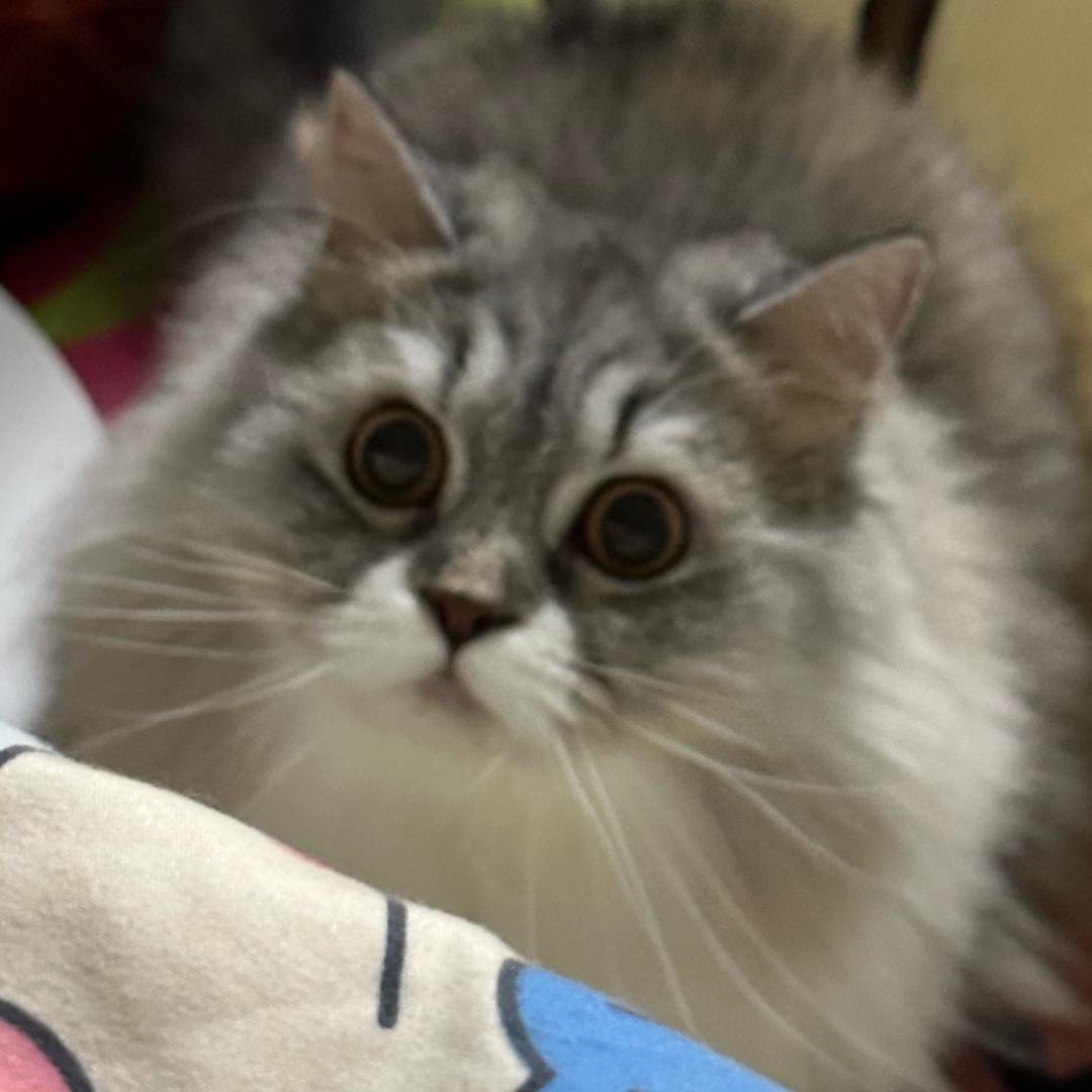 呼呼呼～