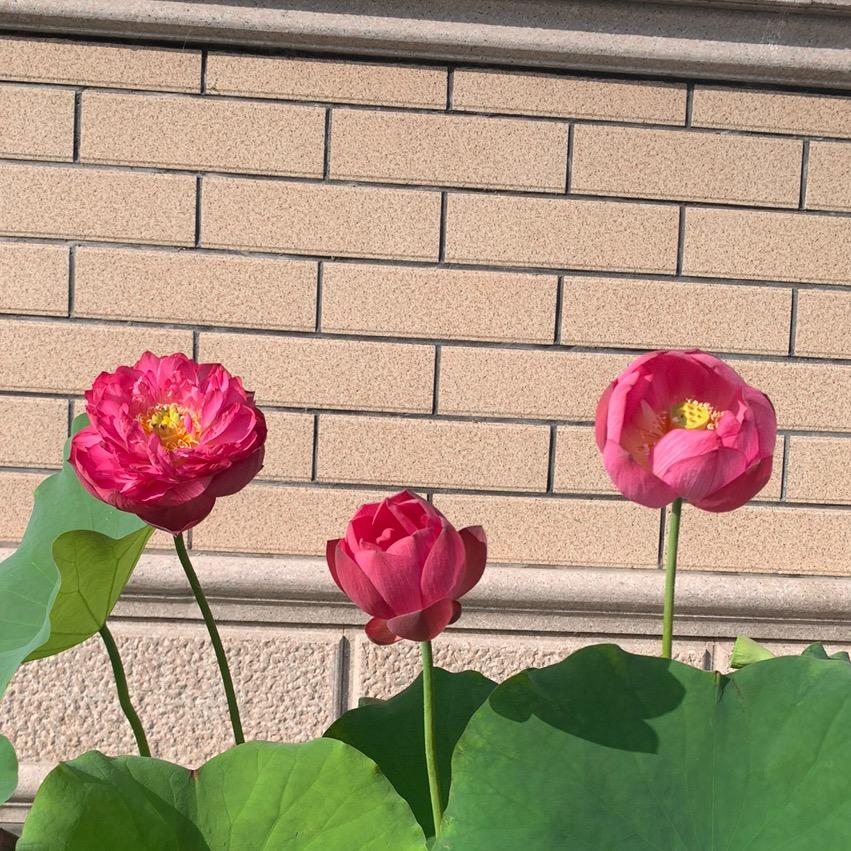 申屠旭升