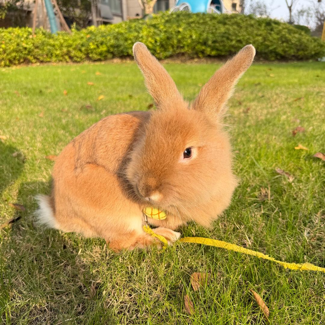 土豆是只兔！🐰