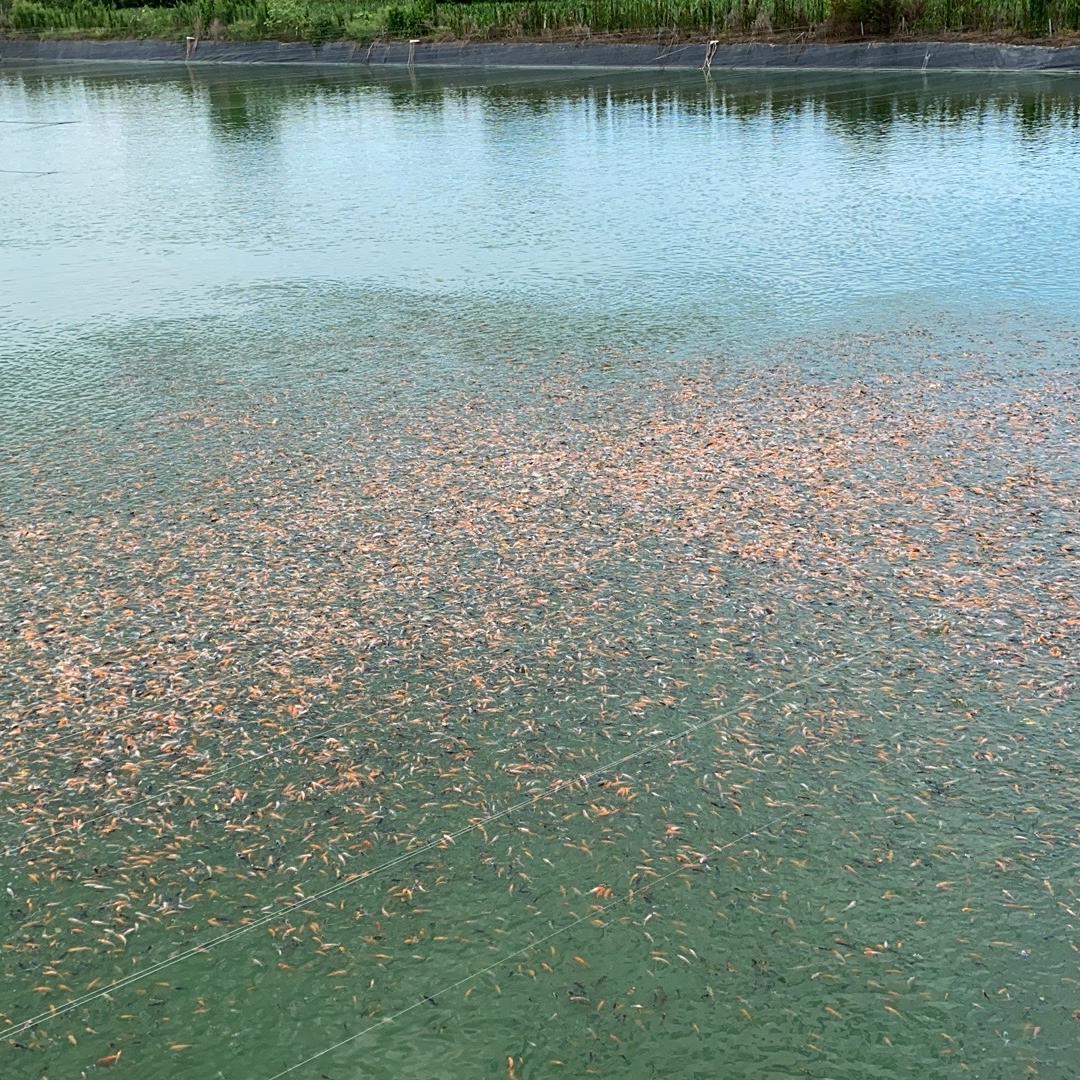 51507690590