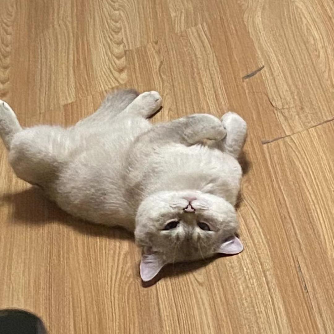 小趴菜。