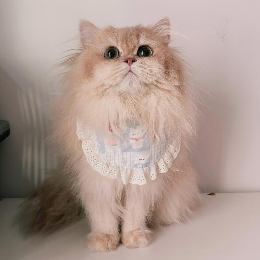 爱当猫奴的打工族