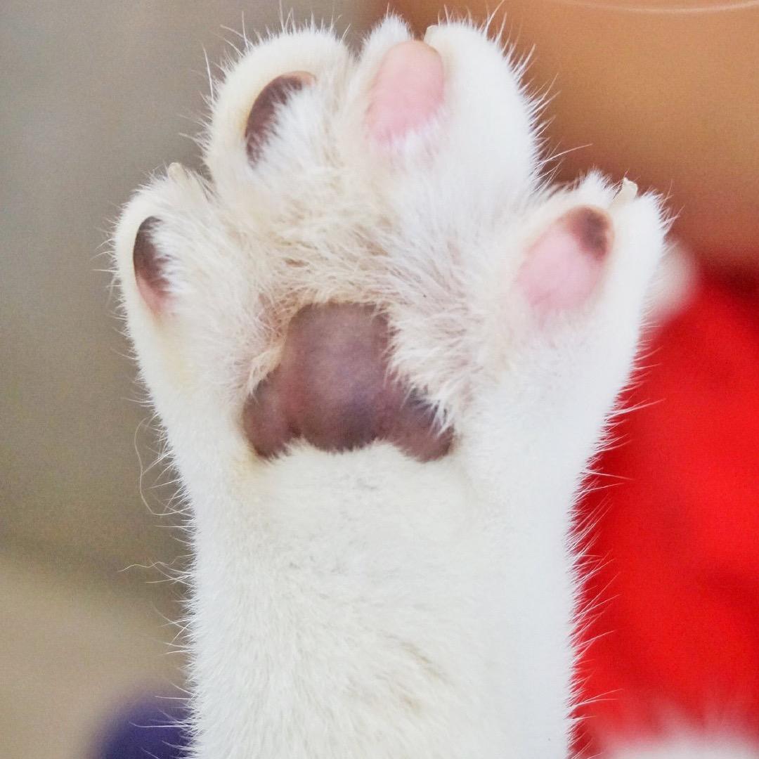猫爷玩具