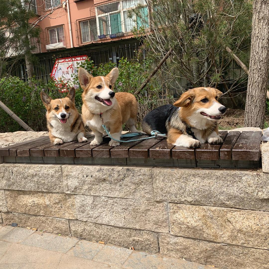 菜菜是个窜天猴