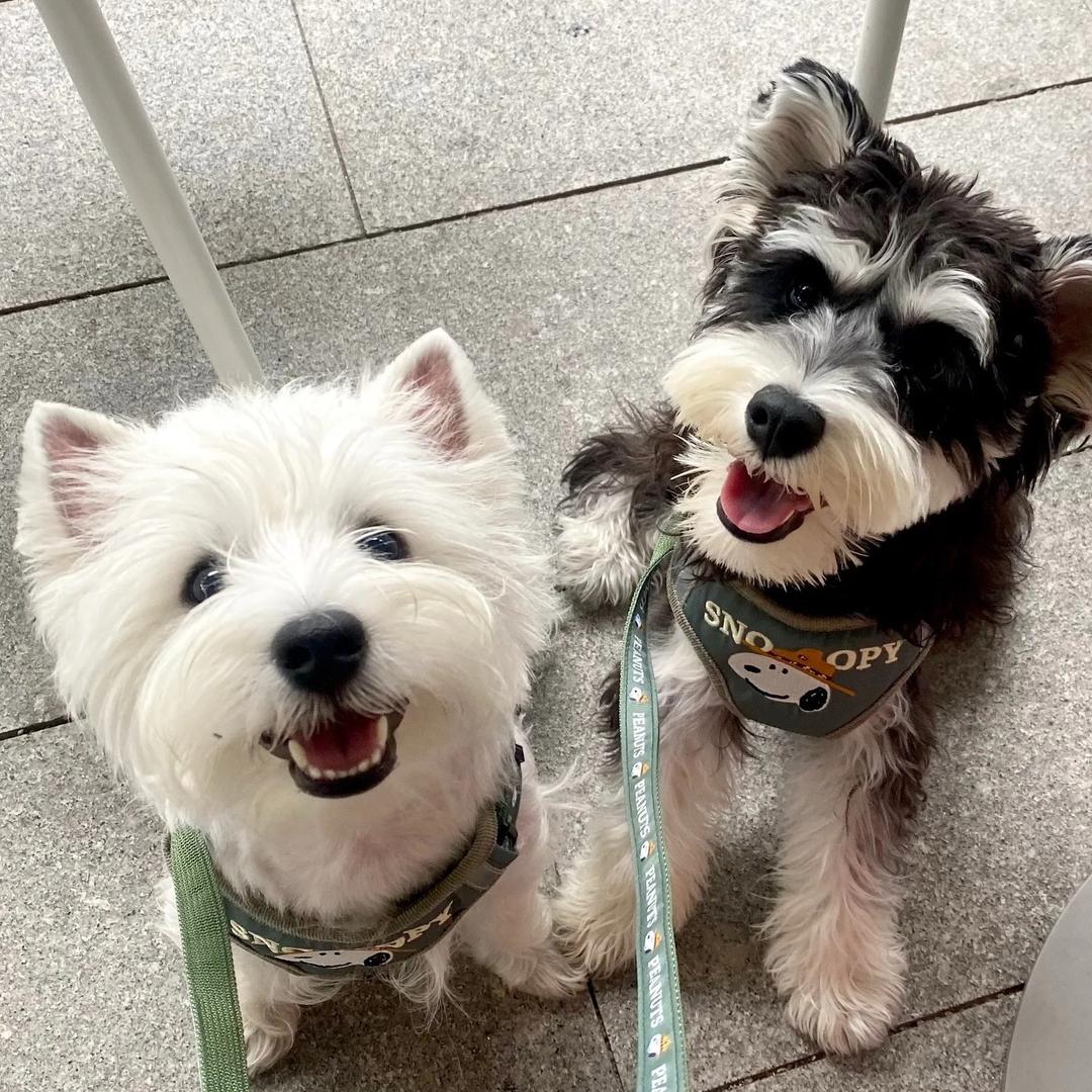 是嘉怡不是佳怡