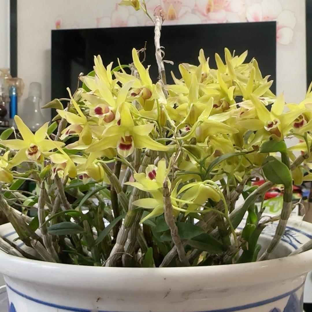 简爱