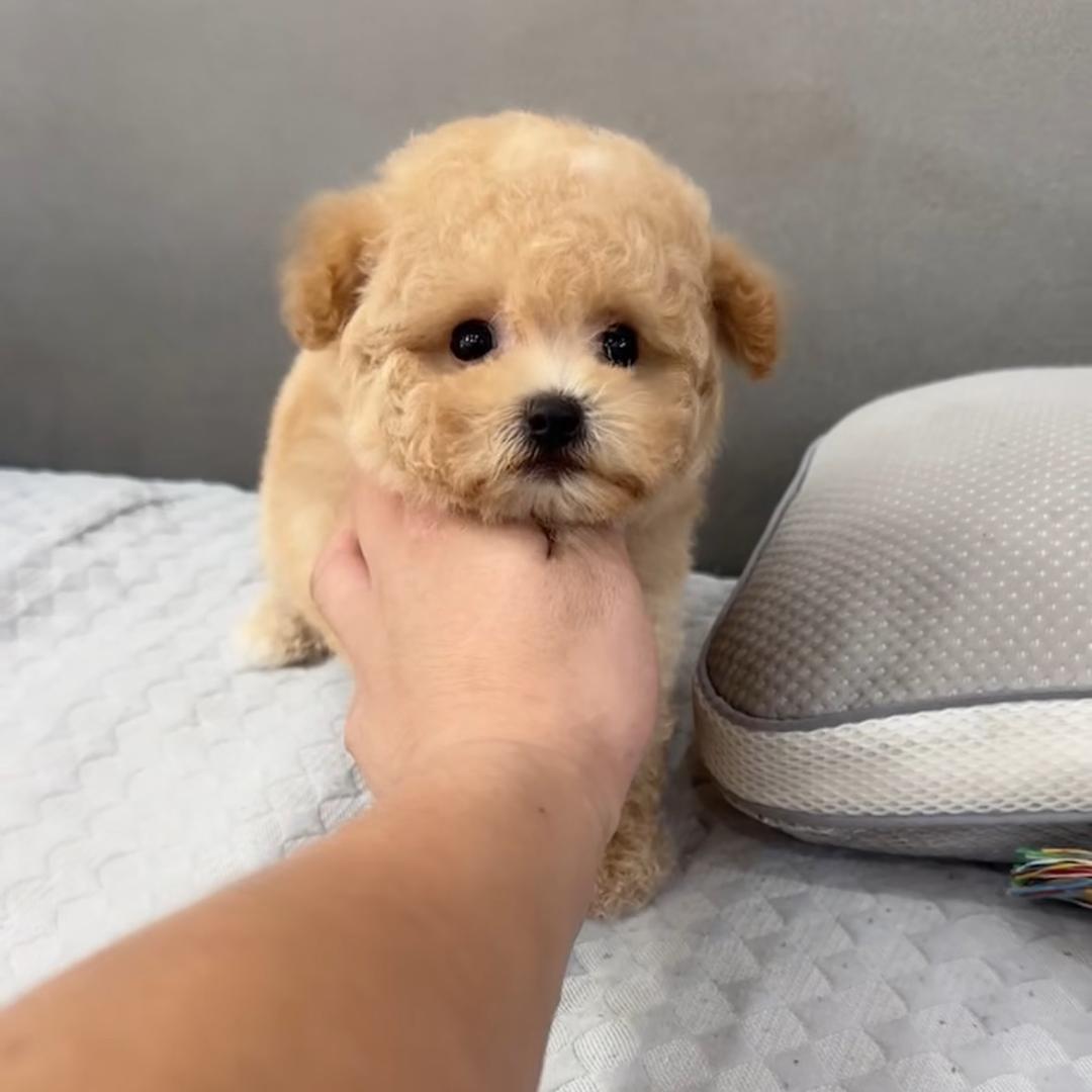 开开宠物名犬