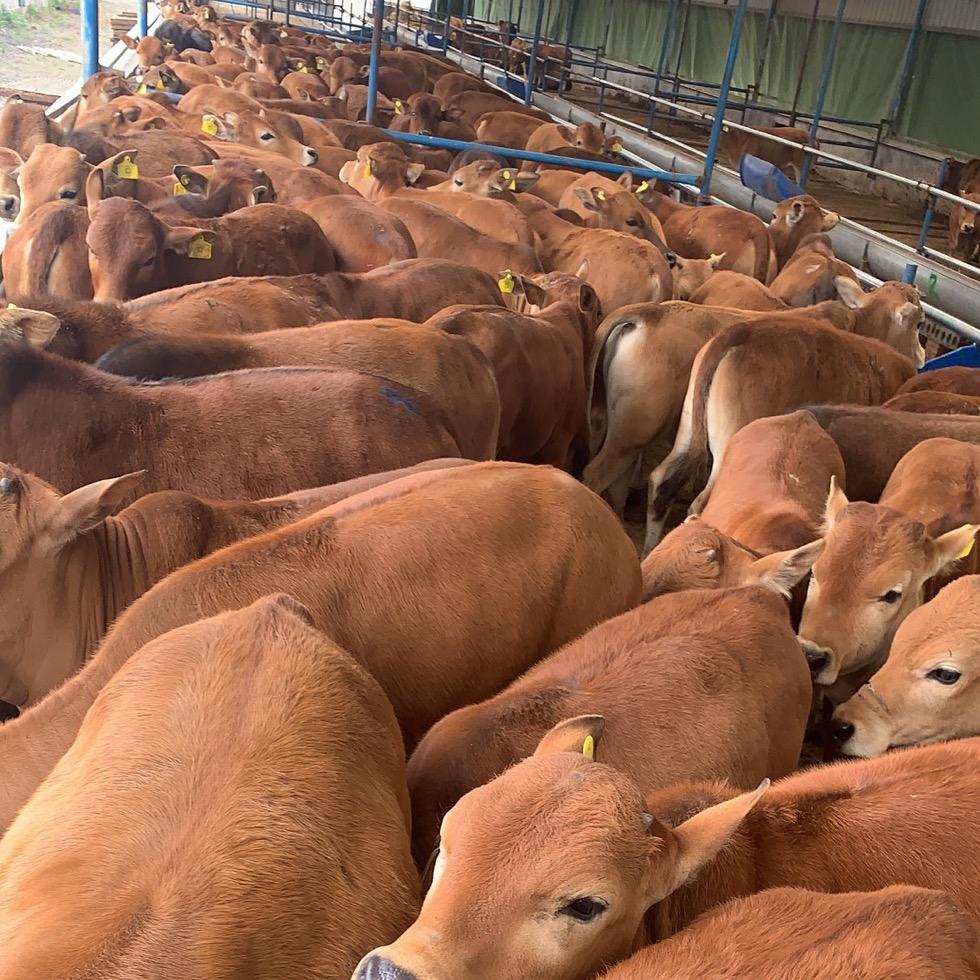 肉牛养殖场