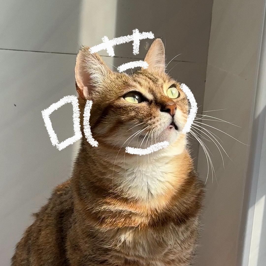 大眼萌七（心机版