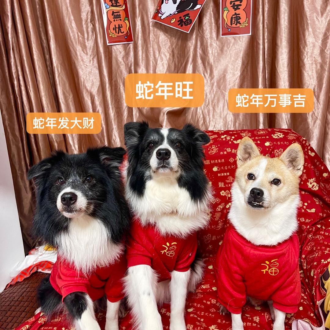 边牧田园犬的主人～