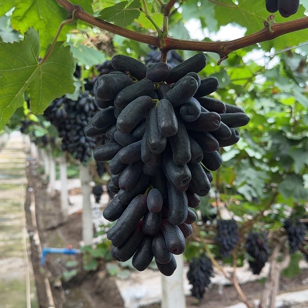 新鲜果果供应链