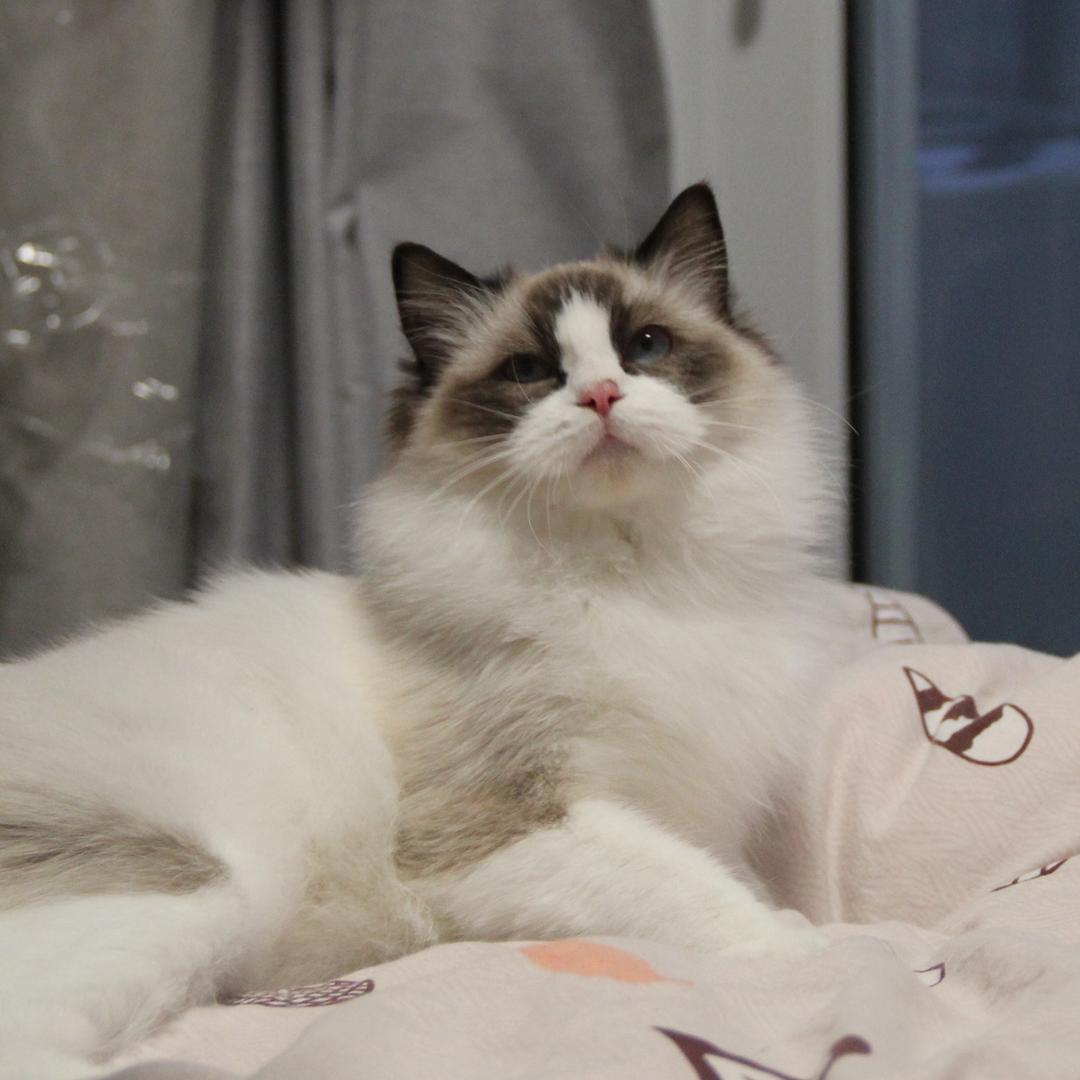 三月&星期天🐱