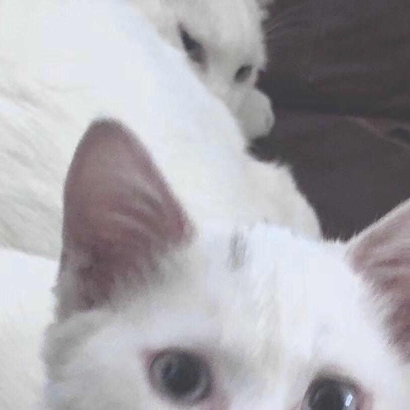 鹿鹿鱼