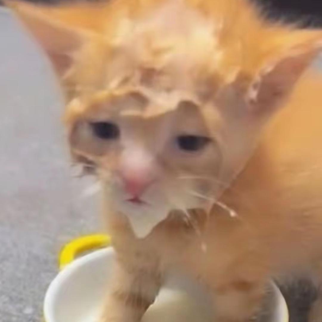 把脑子还给我(>^ω^<)