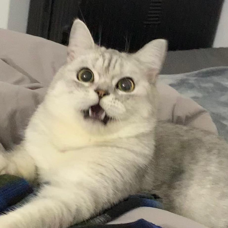 咸鱼一大条