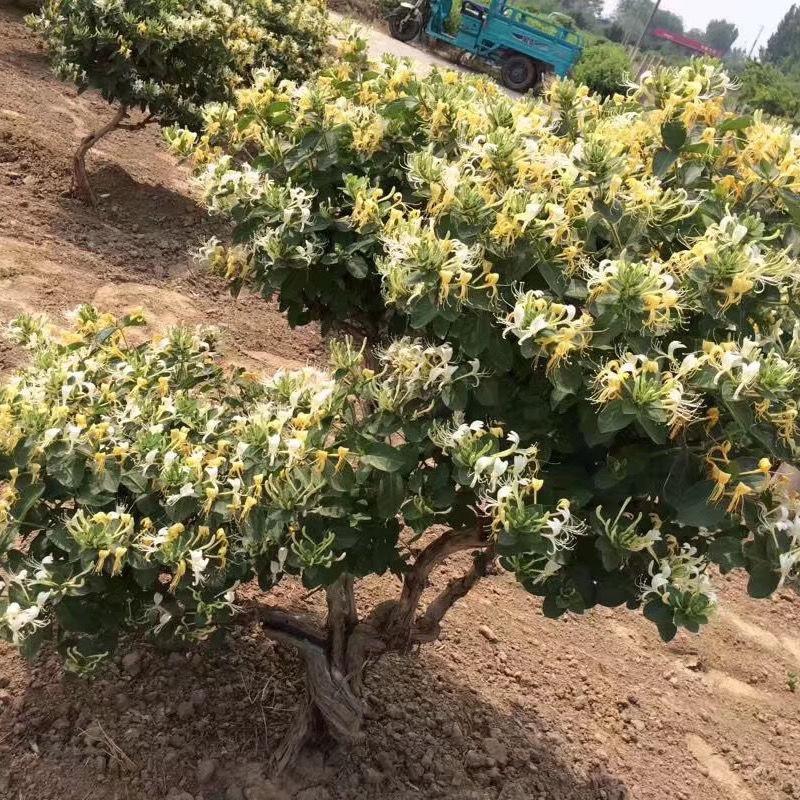 天成花卉老桩