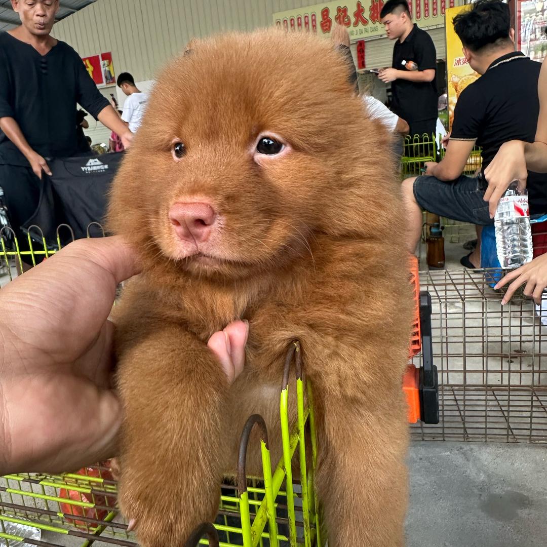 寻汪人（小邱田园犬）