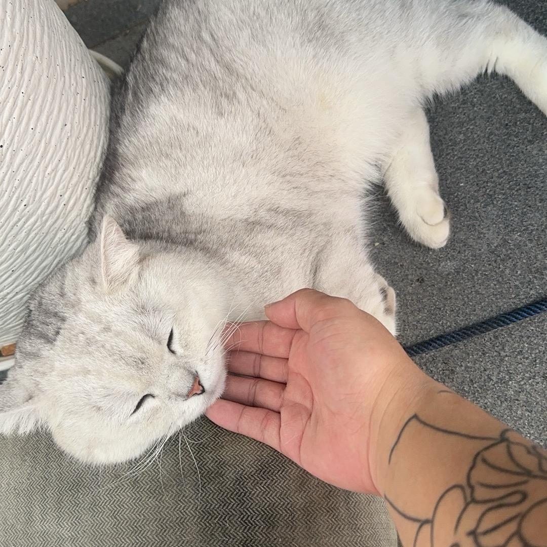 ༺ཌༀൢ清༒零ൢༀད༻