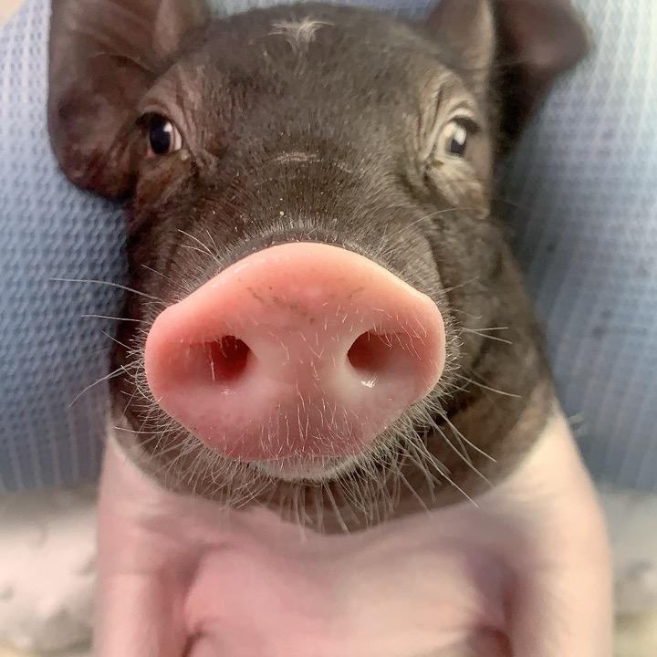 慧小香猪会签名