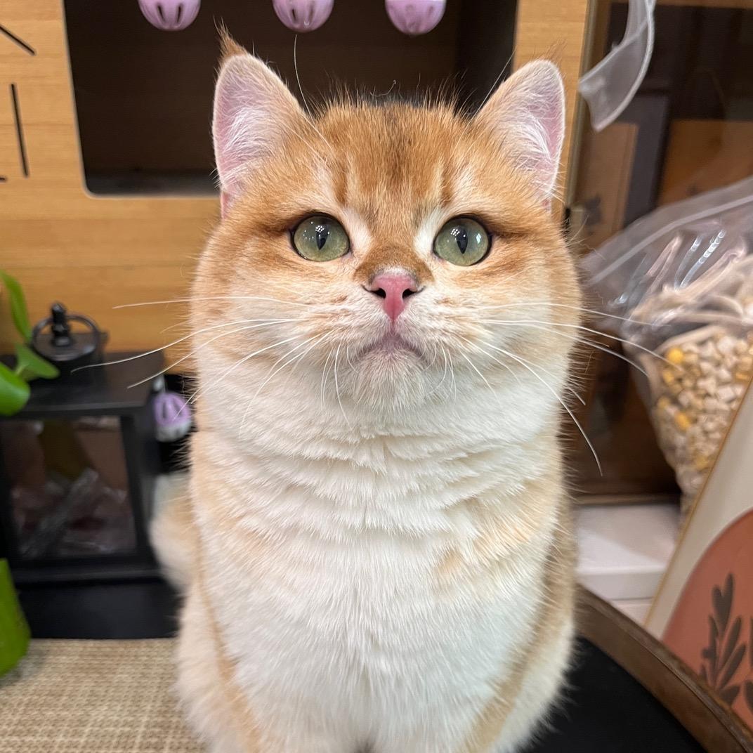 萝莉是只猫