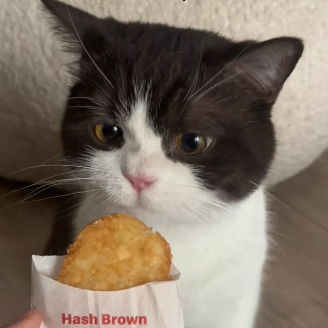 杏仁璐🐾