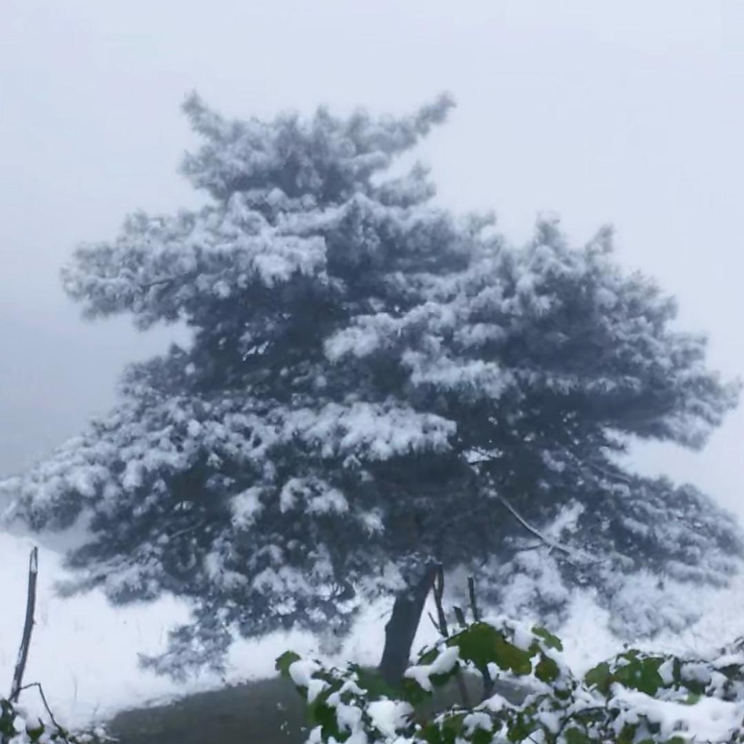 南🪡🪡🪡城