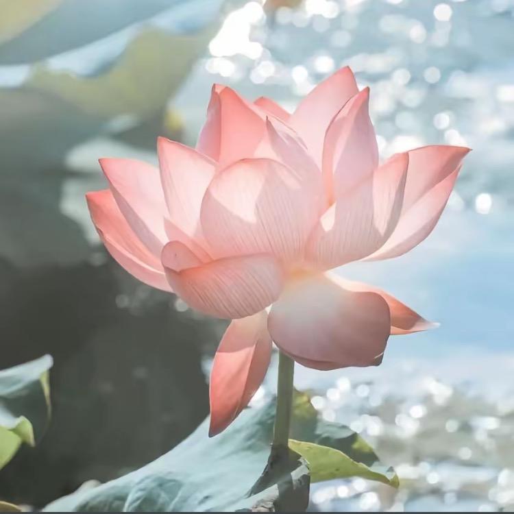 刘玉娟单身（私信回）