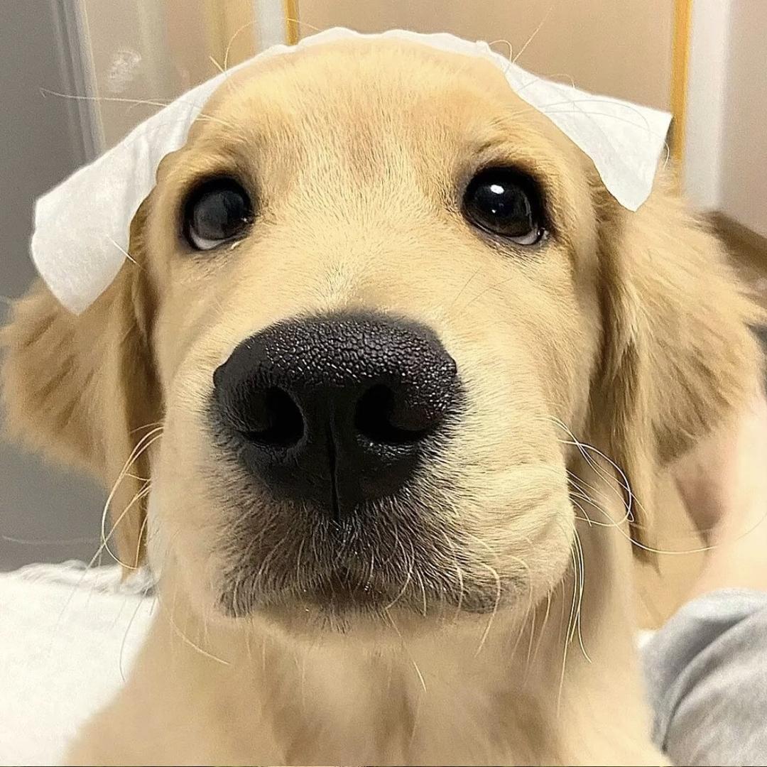 小狗