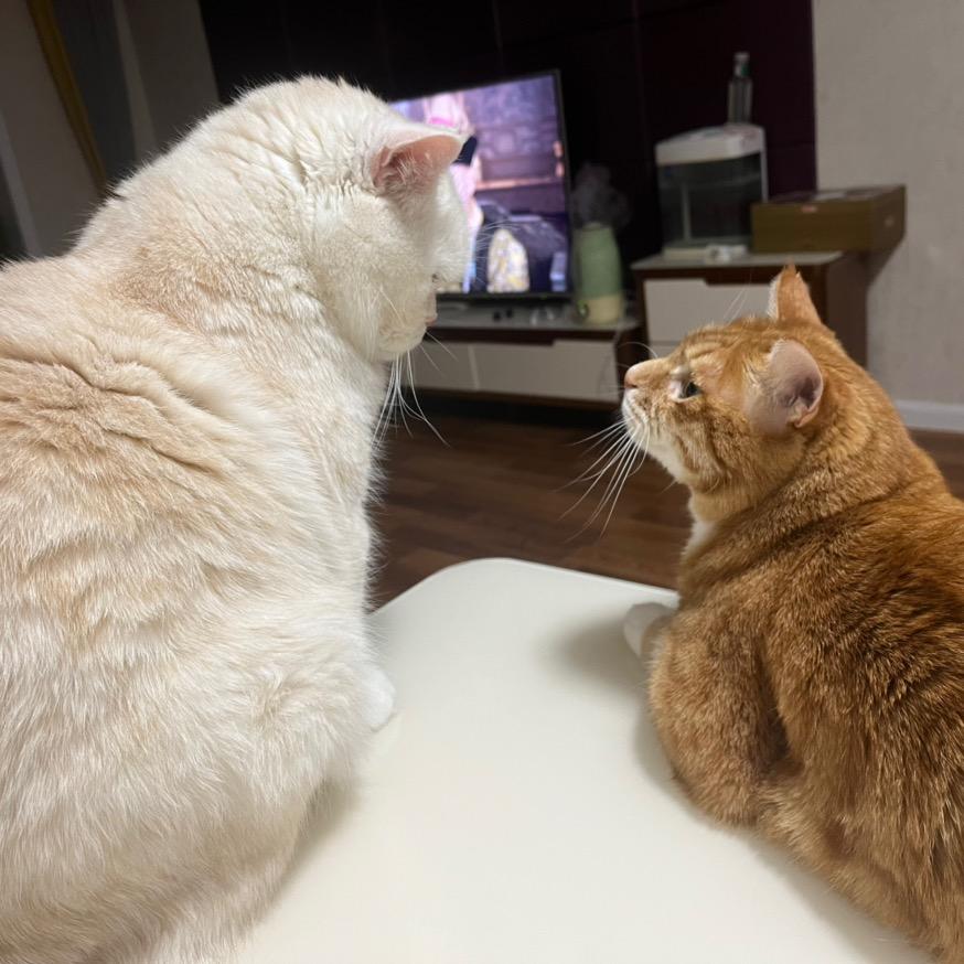 ˶⍤˶ ᰔᩚᯓ 🐝 禾宁