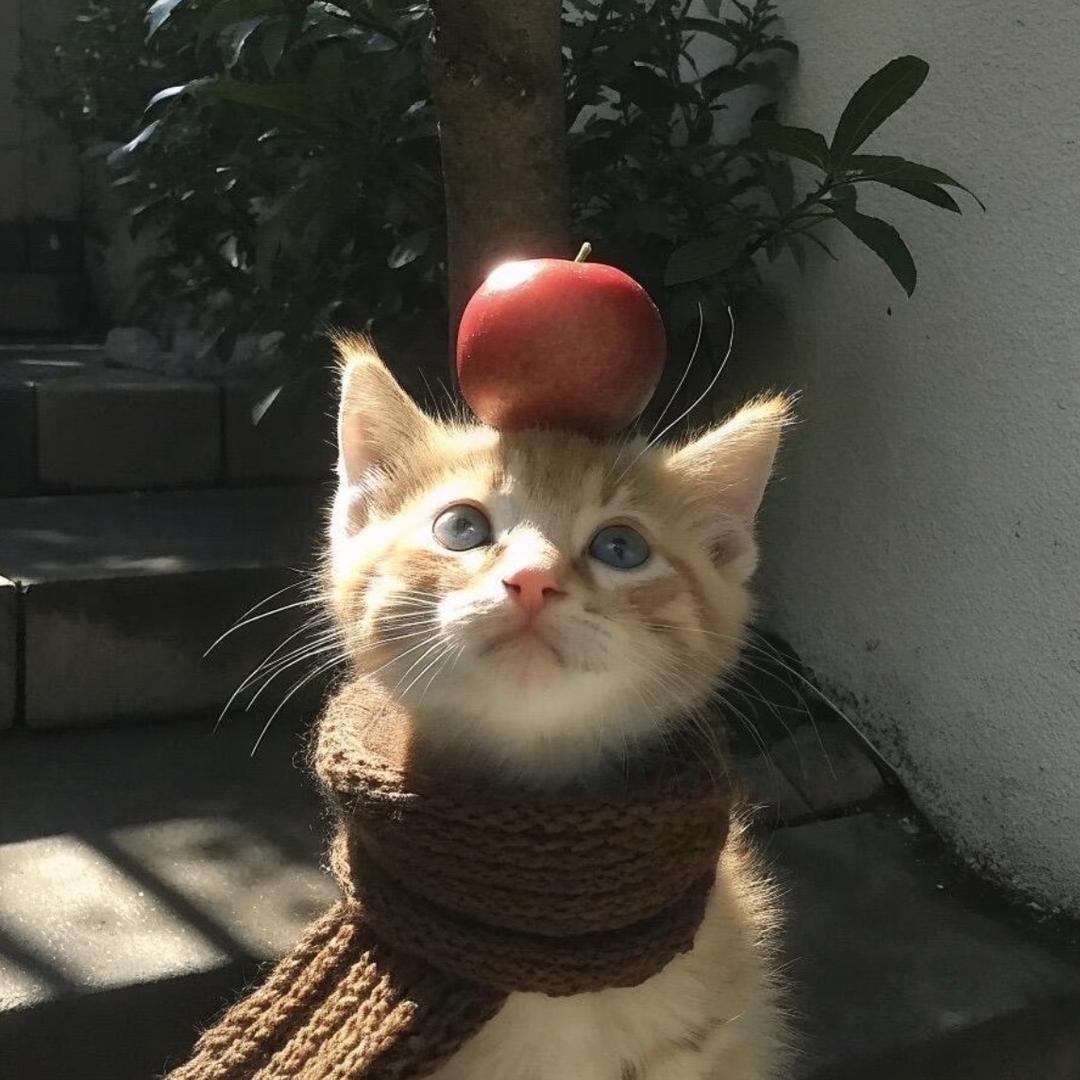 郁郁小猫🐈