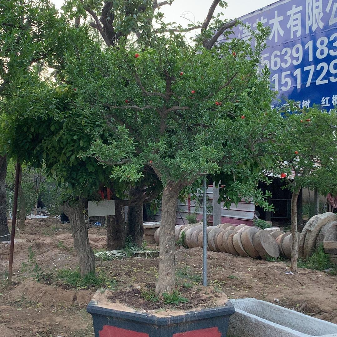 枫榴庭院景观院艺