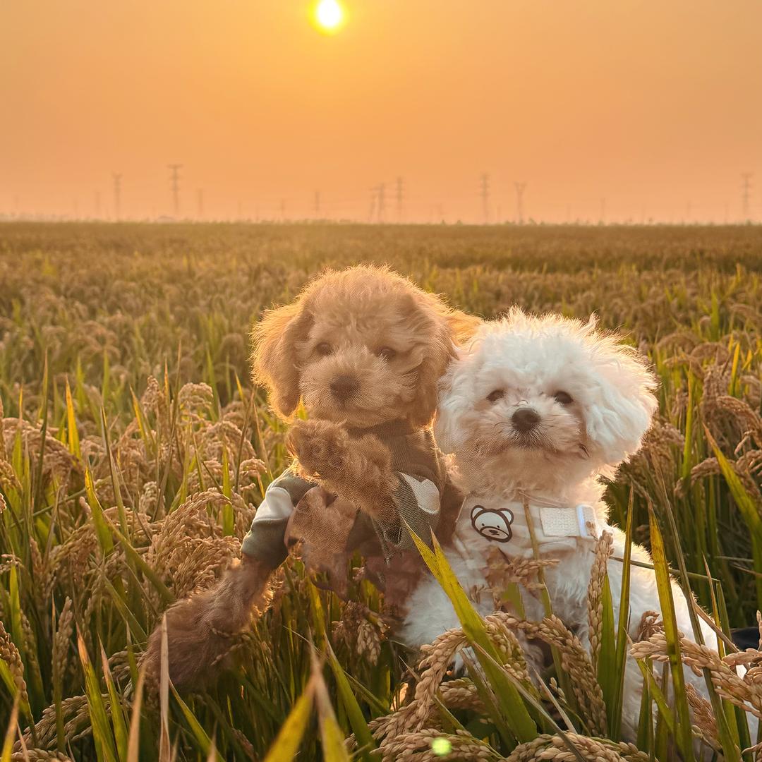 旺财🐻‍❄️元宝🐻