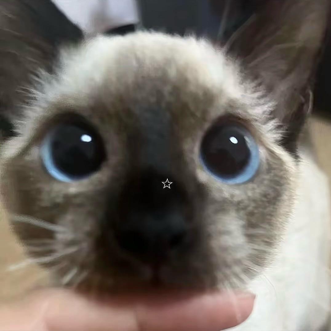 kaajak_ ◕ᴗ< .ᐟ