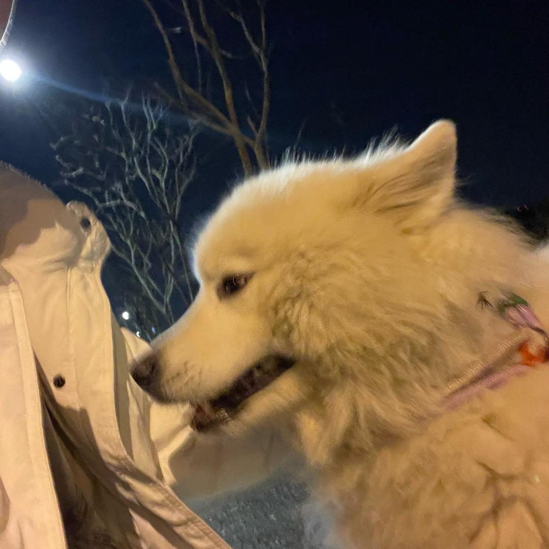 飞飞