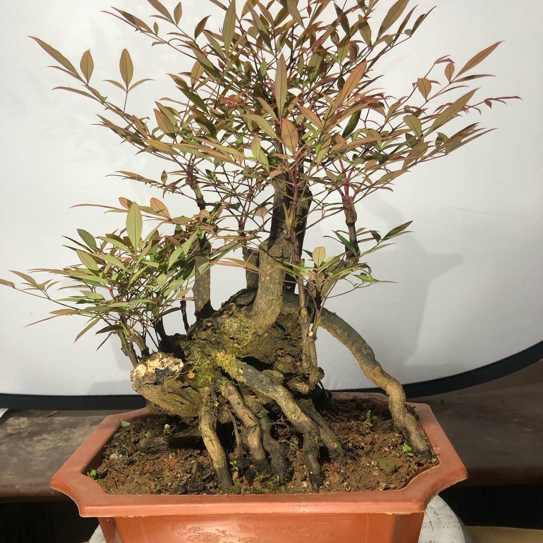 彩植生活