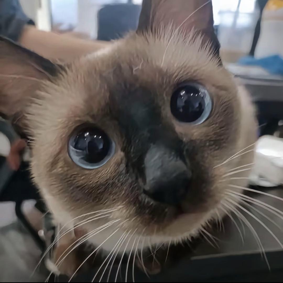 我发誓不再摸鱼