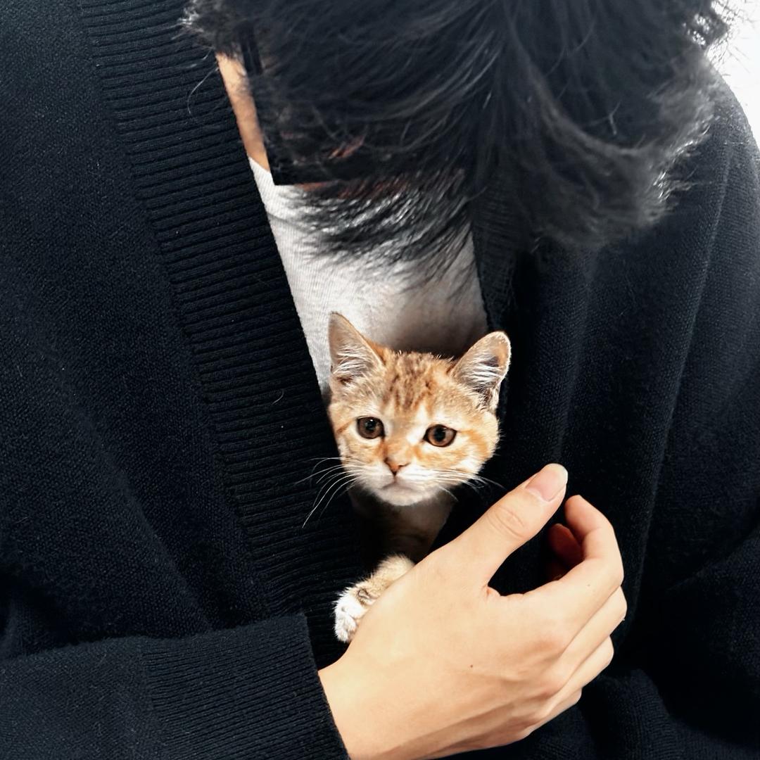 L.niu