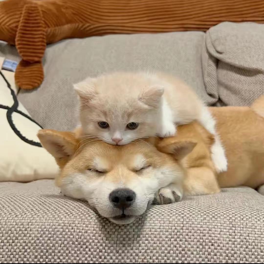 猫三狗四（日常）